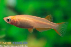 Goldener Medaka, Oryzias latipes Gold