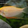 Goldener Mosaikfadenfisch, Trichopodus leerii Gold, DNZ, 5-6 cm
