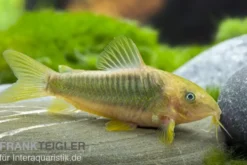 Goldener Panzerwels, Corydoras melanotaenia
