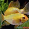 Goldener Rotkopf-Schmetterlingsbuntbarsch, Mikrogeophagus ramirezi