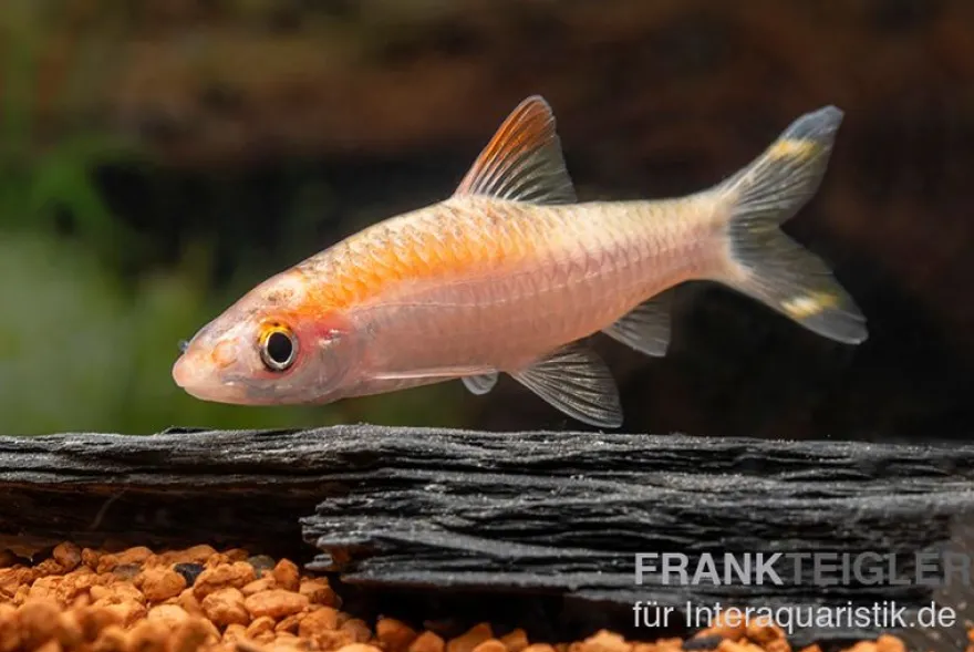 Goldener Rotstrichalgenfresser, Puntius denisonii gold
