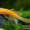 Goldener Schleier-Antennenwels, Ancistrus sp. Long fin Gold-Schleier