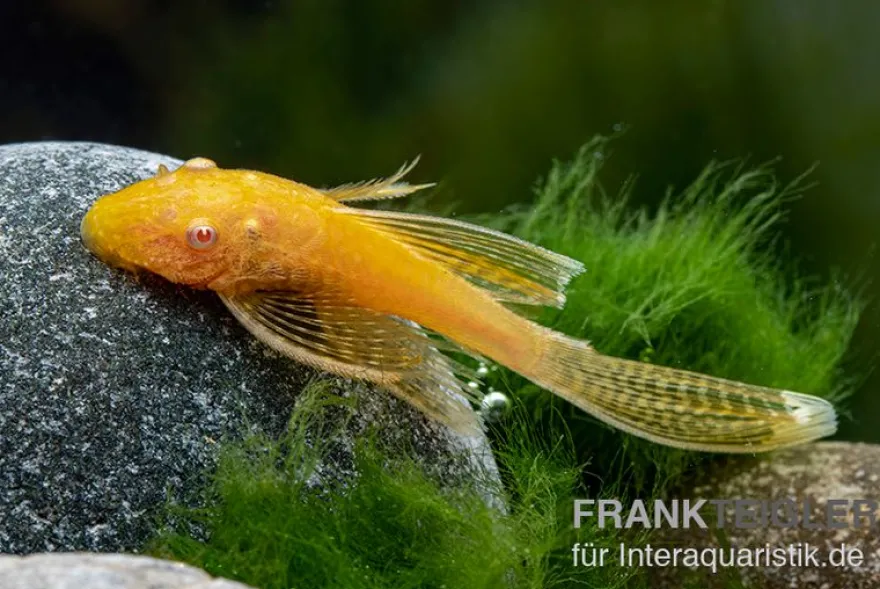 Goldener Schleier-Antennenwels, Ancistrus sp. Long fin Gold-Schleier