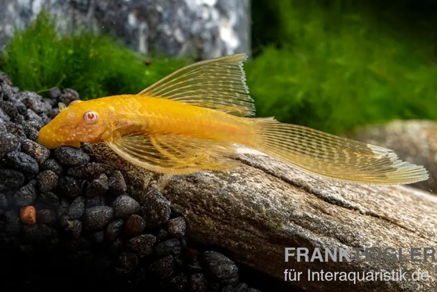 Goldener Schleier-Antennenwels, Ancistrus sp. Long fin Gold-Schleier