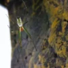 Goldene Seidenspinne, Nephila clavipes