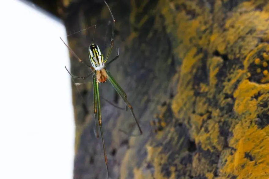 Goldene Seidenspinne, Nephila clavipes