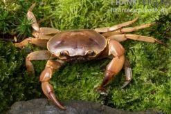 Goldene Süßwasserkrabbe, Parathelphusa sarasinorum, Zufällig ausgewählt
