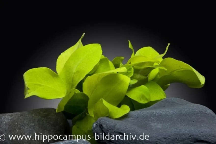 Goldenes Zwergspeerblatt, Anubias nana "Gold", im Topf