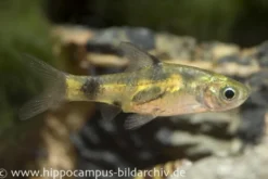 Goldene Zwergbarbe, Pethia aurea (Minifisch)
