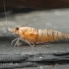 Golden Snow White Bee Garnele, Caridina logemanni