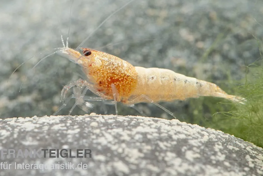 Golden Snow White Bee Garnele, Caridina logemanni