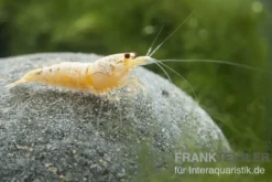 Golden Snow White Bee Garnele, Caridina logemanni