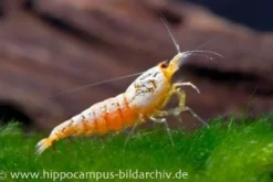 Golden Snow White Bee Garnele, Caridina logemanni