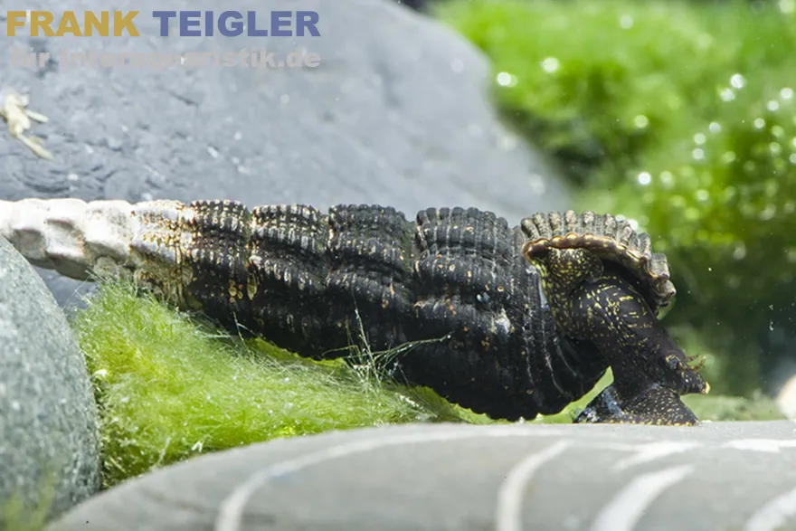 Goldfühler-Tylomelania, Tylomelania gemmifera