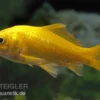 Goldfisch Gelb, Carassius auratus (Kaltwasser), Größe 4-6 cm