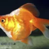 Goldfisch Ryukin rot-weiß, Carassius auratus (Kaltwasser)