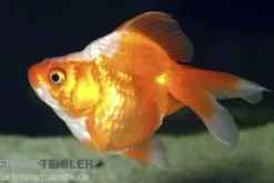 Goldfisch Ryukin rot-weiß, Carassius auratus (Kaltwasser)