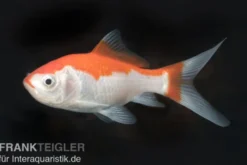 Goldfisch Sarasa rot-weiß, Carassius auratus (Kaltwasser), Größe 4-6 cm