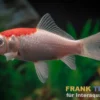 Goldfisch Sarasa Tancho, Carassius auratus (Kaltwasser)
