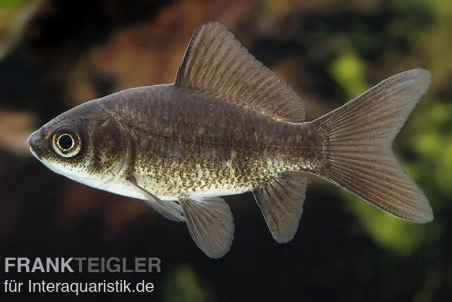 Goldfisch schwarz, Carassius auratus (Kaltwasser), Größe 7-10 cm