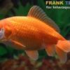 Goldfisch Wakin rot, Carassius auratus, 6-7 cm (Kaltwasser)