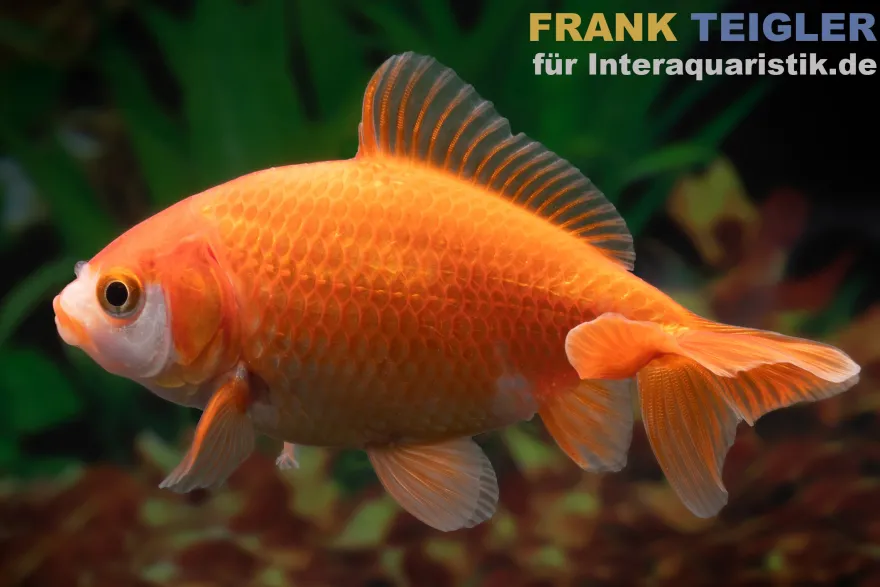 Goldfisch Wakin rot, Carassius auratus, 6-7 cm (Kaltwasser)
