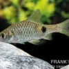Goldfleckbarbe, Puntius terio