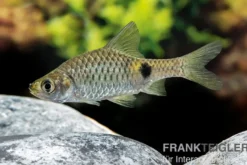 Goldfleckbarbe, Puntius terio