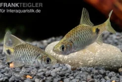 Goldfleckbarbe, Puntius terio