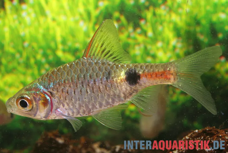 Goldfleckbarbe, Puntius terio