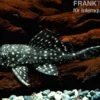 Goldflecken-Segelschilderwels, Glyptoperichthys joselimaianus L001