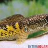 Goldfleck-Schlangenkopf, Channa aurantimaculata