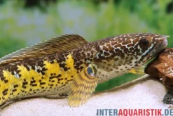 Goldfleck-Schlangenkopf, Channa aurantimaculata
