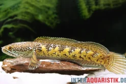 Goldfleck-Schlangenkopf, Channa aurantimaculata