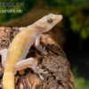 Goldgecko, Gekko ulikovskii