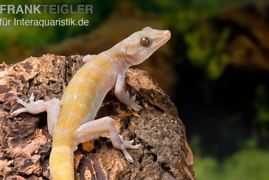 Goldgecko, Gekko ulikovskii