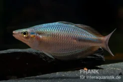 Goldie-Fluss-Regenbogenfisch, Melanotaenia goldiei