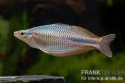 Goldie-Fluss-Regenbogenfisch, Melanotaenia goldiei