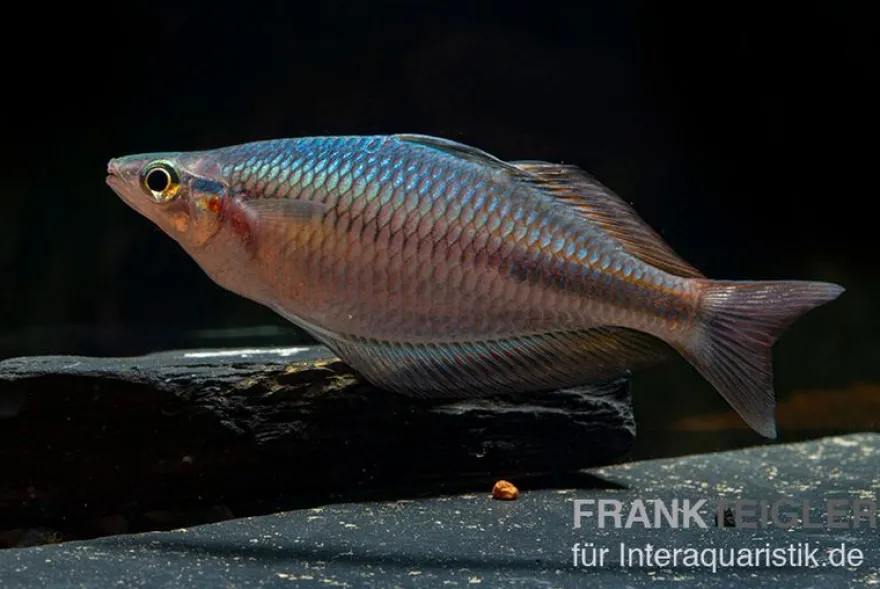 Goldie-Fluss-Regenbogenfisch, Melanotaenia goldiei