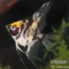 Goldkopf-Skalar, Pterophyllum scalare