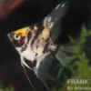 Goldkopf-Skalar XL, Pterophyllum scalare