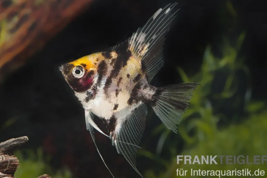 Goldkopf-Skalar XL, Pterophyllum scalare