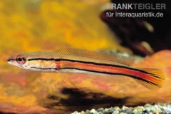 Goldlinienschlangenkopffisch, Channa micropeltes