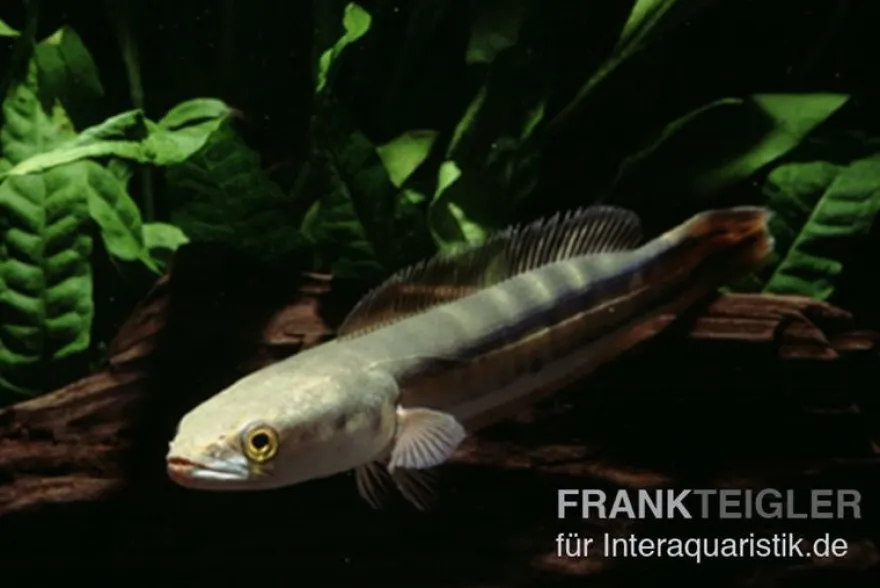 Goldlinienschlangenkopffisch, Channa micropeltes