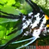 Gold-Marmor-Schleierflossen-Skalar, Pterophyllum scalare (Gold Marble Veiltail)