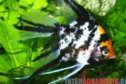 Gold-Marmor-Schleierflossen-Skalar, Pterophyllum scalare (Gold Marble Veiltail)