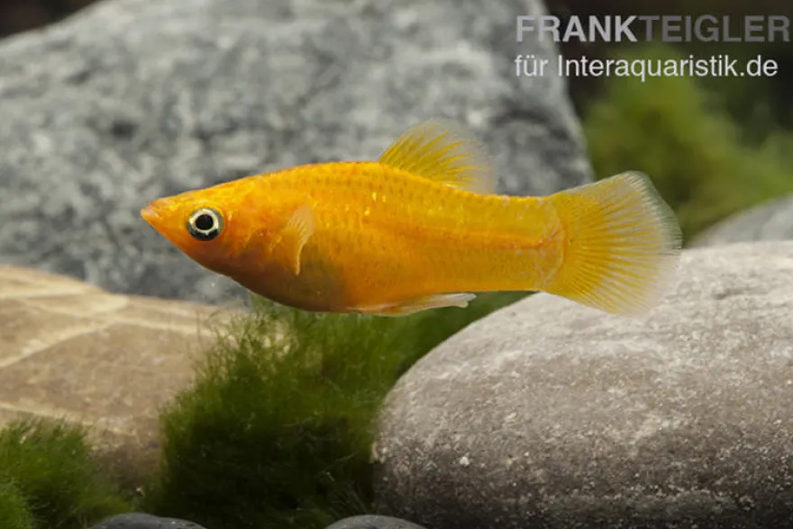 Gold Molly, Poecilia sphenops, Zufällig ausgewählt