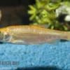 Goldorfe XL, Leuciscus idus