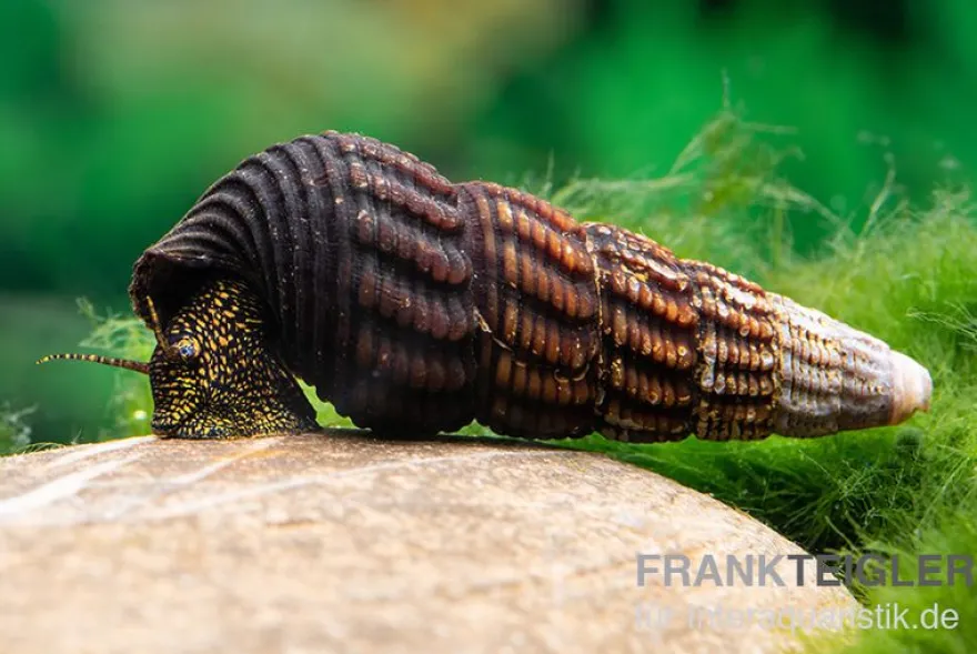 Goldpunkt-Towutischnecke, Tylomelania towutensis