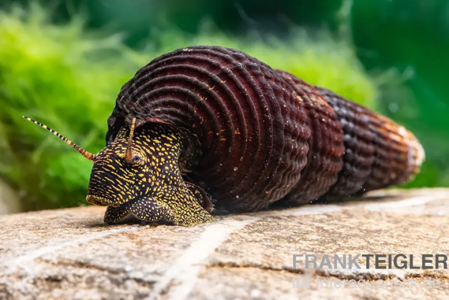 Goldpunkt-Towutischnecke, Tylomelania towutensis